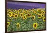 Sunflowers blooming near lavender fields during summer in Valensole, Provence, France.-Michele Niles-Framed Photographic Print