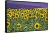 Sunflowers blooming near lavender fields during summer in Valensole, Provence, France.-Michele Niles-Framed Stretched Canvas