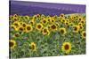 Sunflowers blooming near lavender fields during summer in Valensole, Provence, France.-Michele Niles-Stretched Canvas