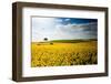 Sunflowers Canvas-Philippe Sainte-Laudy-Framed Photographic Print