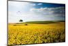 Sunflowers Canvas-Philippe Sainte-Laudy-Mounted Photographic Print