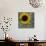 Sunflowers Chalkboard-Asmaa’ Murad-Giclee Print displayed on a wall