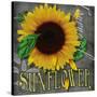 Sunflowers Chalkboard-Asmaa’ Murad-Stretched Canvas