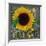 Sunflowers Chalkboard-Asmaa’ Murad-Framed Giclee Print