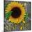 Sunflowers Chalkboard-Asmaa’ Murad-Mounted Giclee Print