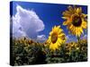 Sunflowers, Colorado, USA-Terry Eggers-Stretched Canvas