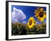 Sunflowers, Colorado, USA-Terry Eggers-Framed Photographic Print