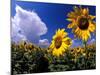 Sunflowers, Colorado, USA-Terry Eggers-Mounted Photographic Print