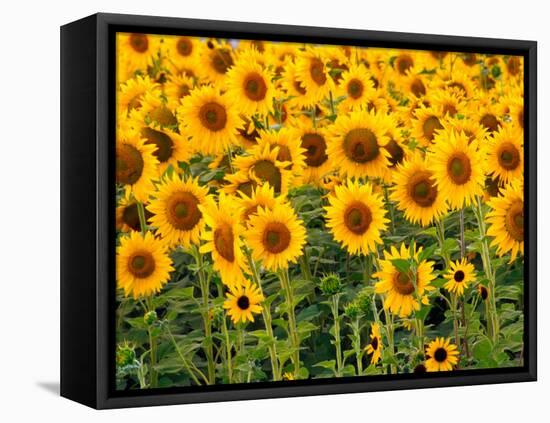 Sunflowers, Colorado, USA-Terry Eggers-Framed Stretched Canvas