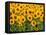 Sunflowers, Colorado, USA-Terry Eggers-Framed Stretched Canvas