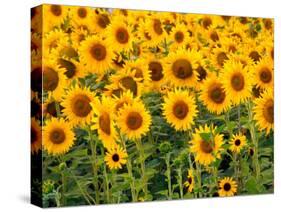 Sunflowers, Colorado, USA-Terry Eggers-Stretched Canvas