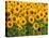 Sunflowers, Colorado, USA-Terry Eggers-Stretched Canvas