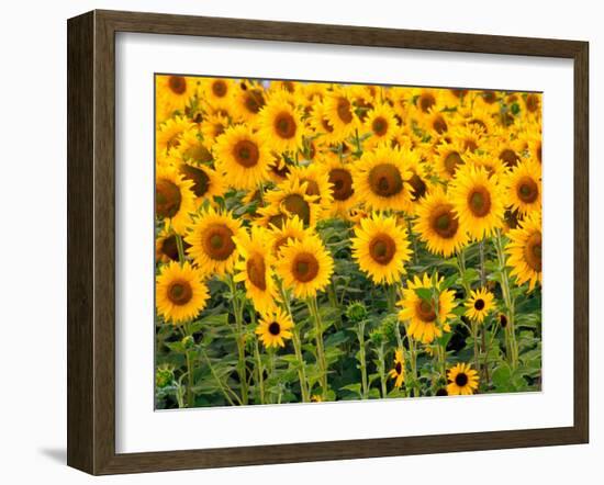 Sunflowers, Colorado, USA-Terry Eggers-Framed Premium Photographic Print