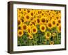 Sunflowers, Colorado, USA-Terry Eggers-Framed Premium Photographic Print