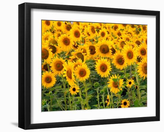 Sunflowers, Colorado, USA-Terry Eggers-Framed Premium Photographic Print