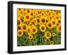 Sunflowers, Colorado, USA-Terry Eggers-Framed Premium Photographic Print