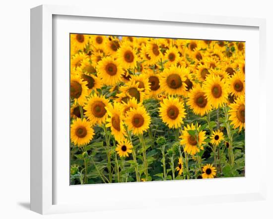 Sunflowers, Colorado, USA-Terry Eggers-Framed Premium Photographic Print