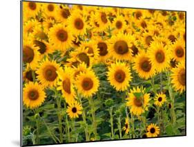 Sunflowers, Colorado, USA-Terry Eggers-Mounted Premium Photographic Print
