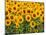 Sunflowers, Colorado, USA-Terry Eggers-Mounted Premium Photographic Print