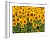 Sunflowers, Colorado, USA-Terry Eggers-Framed Photographic Print