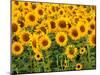 Sunflowers, Colorado, USA-Terry Eggers-Mounted Photographic Print