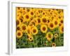 Sunflowers, Colorado, USA-Terry Eggers-Framed Photographic Print