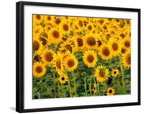 Sunflowers, Colorado, USA-Terry Eggers-Framed Photographic Print