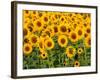 Sunflowers, Colorado, USA-Terry Eggers-Framed Photographic Print