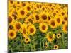 Sunflowers, Colorado, USA-Terry Eggers-Mounted Photographic Print