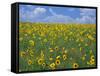 Sunflowers, Colorado, USA-Terry Eggers-Framed Stretched Canvas