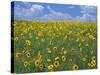 Sunflowers, Colorado, USA-Terry Eggers-Stretched Canvas