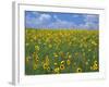 Sunflowers, Colorado, USA-Terry Eggers-Framed Photographic Print