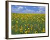 Sunflowers, Colorado, USA-Terry Eggers-Framed Photographic Print