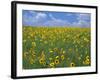 Sunflowers, Colorado, USA-Terry Eggers-Framed Photographic Print