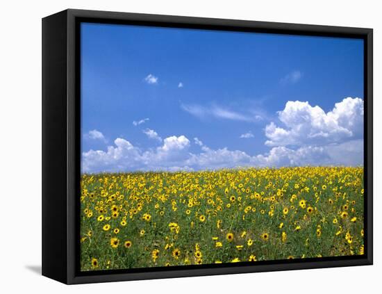 Sunflowers, Colorado, USA-Terry Eggers-Framed Stretched Canvas