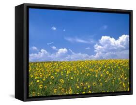 Sunflowers, Colorado, USA-Terry Eggers-Framed Stretched Canvas