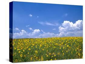 Sunflowers, Colorado, USA-Terry Eggers-Stretched Canvas