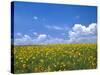 Sunflowers, Colorado, USA-Terry Eggers-Stretched Canvas