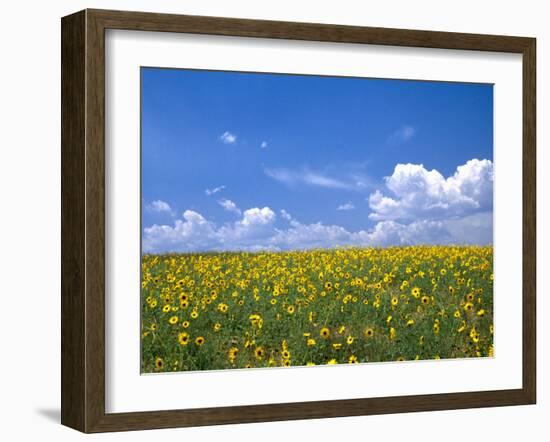 Sunflowers, Colorado, USA-Terry Eggers-Framed Premium Photographic Print