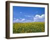 Sunflowers, Colorado, USA-Terry Eggers-Framed Premium Photographic Print