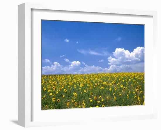 Sunflowers, Colorado, USA-Terry Eggers-Framed Premium Photographic Print