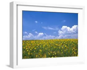 Sunflowers, Colorado, USA-Terry Eggers-Framed Premium Photographic Print