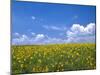 Sunflowers, Colorado, USA-Terry Eggers-Mounted Premium Photographic Print