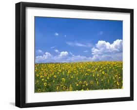 Sunflowers, Colorado, USA-Terry Eggers-Framed Photographic Print