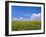 Sunflowers, Colorado, USA-Terry Eggers-Framed Photographic Print