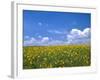 Sunflowers, Colorado, USA-Terry Eggers-Framed Photographic Print