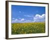 Sunflowers, Colorado, USA-Terry Eggers-Framed Photographic Print