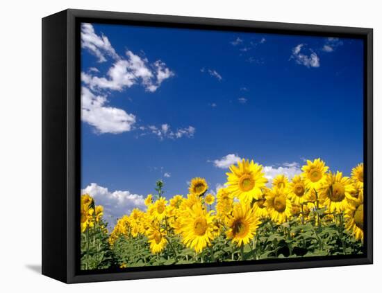 Sunflowers, Colorado, USA-Terry Eggers-Framed Stretched Canvas