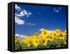 Sunflowers, Colorado, USA-Terry Eggers-Framed Stretched Canvas