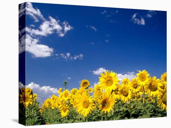 Sunflowers, Colorado, USA-Terry Eggers-Stretched Canvas